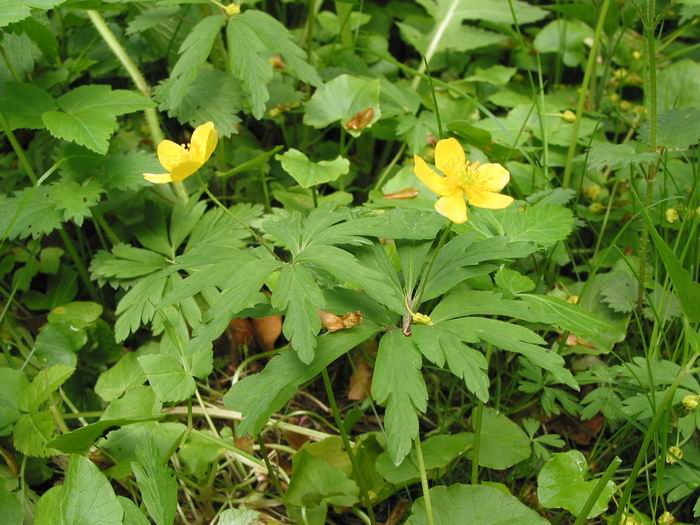  Image name: anemone comune2.jpg 
 width: 700 pixel 
 height: 525 pixel 
 Size: 88935 bytes 
 Click to enlarge 